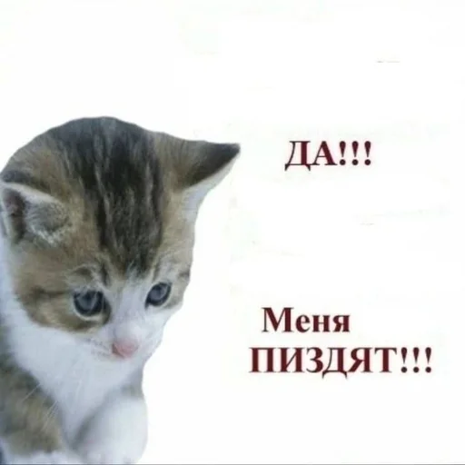 😩 Стикер «Вселенная котиков» для Telegram