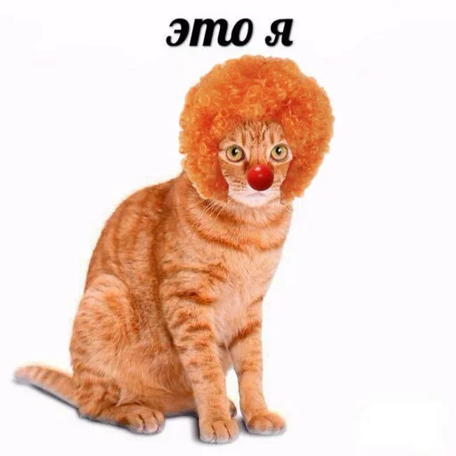 🤡 Стикер «Вселенная котиков» для Telegram