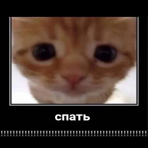 😞 Стикер «Вселенная котиков» для Telegram