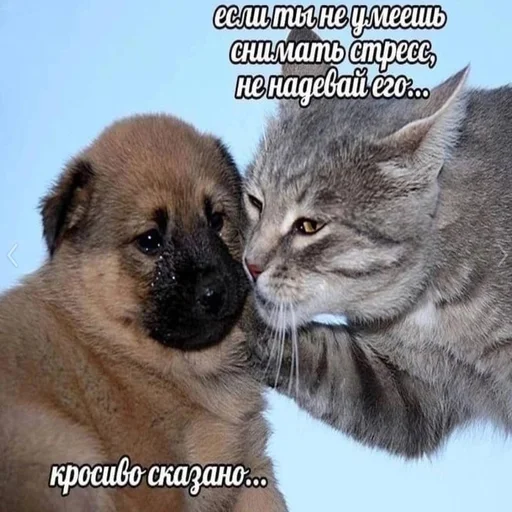 😭 Стикер «Вселенная котиков» для Telegram