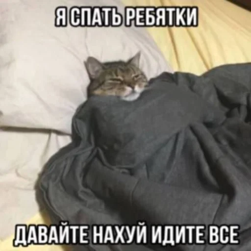 😞 Стикер «Вселенная котиков» для Telegram