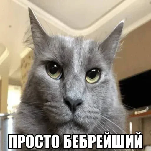 🤔 Стикер «eblanish» для Telegram