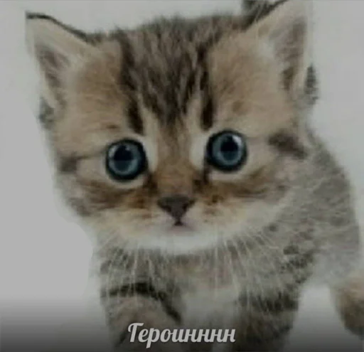 😳 Стикер «eblanish» для Telegram