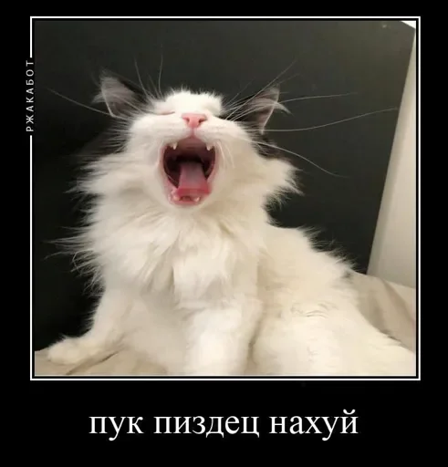 🤔 Стикер «eblanish» для Telegram