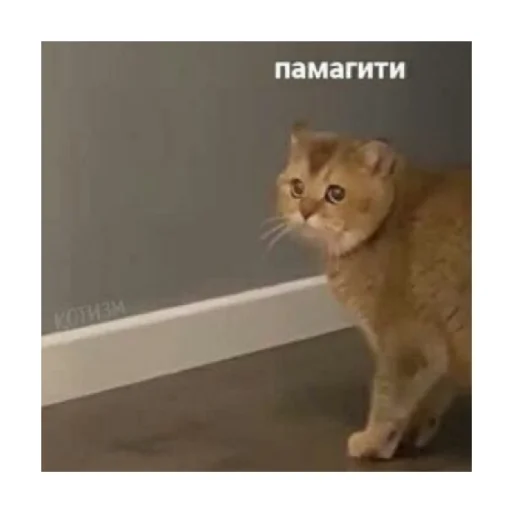 🥺 Стикер «For every occasion» для Telegram