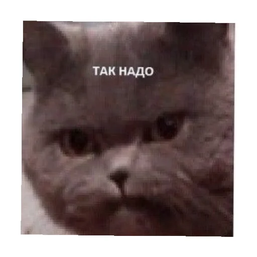 😡 Стикер «For every occasion» для Telegram