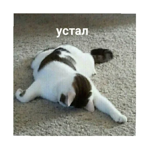 😩 Стикер «For every occasion» для Telegram