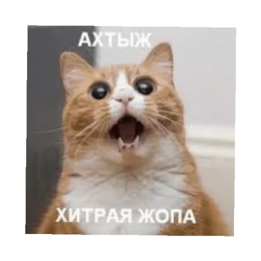🥺 Стикер «For every occasion» для Telegram