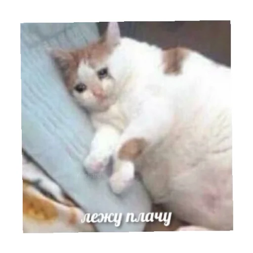 😭 Стикер «For every occasion» для Telegram