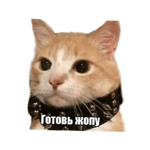 👀 Стикер «For every occasion» для Telegram
