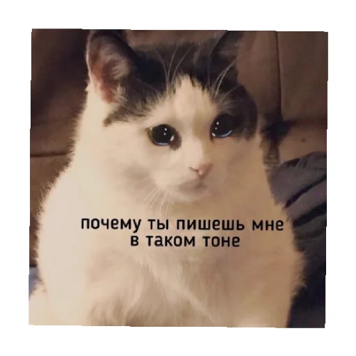 🥺 Стикер «For every occasion» для Telegram