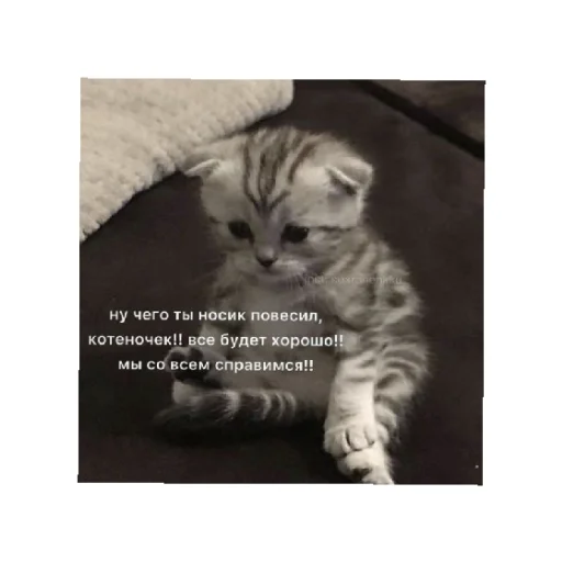 🥺 Стикер «For every occasion» для Telegram