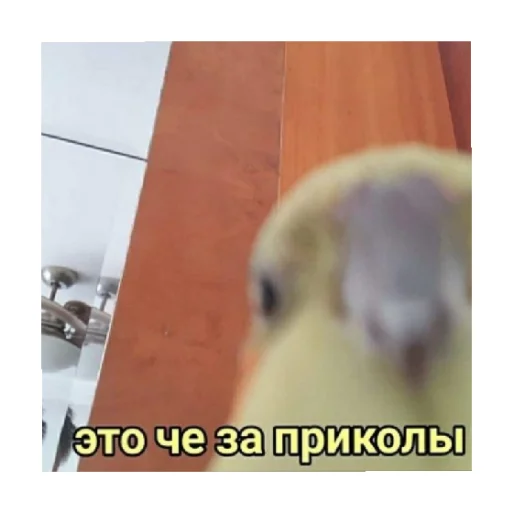 🗿 Стикер «For every occasion» для Telegram