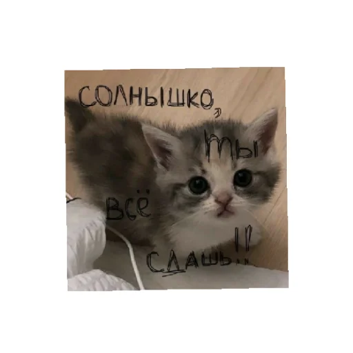 ☺️ Стикер «For every occasion» для Telegram