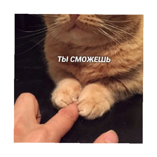 🥺 Стикер «For every occasion» для Telegram