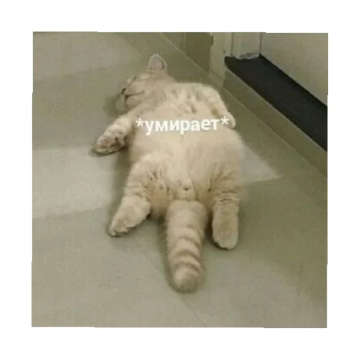 ⚰️ Стикер «For every occasion» для Telegram