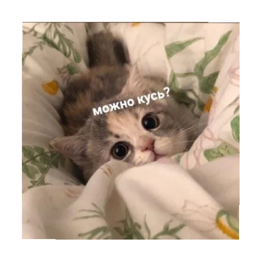 🥺 Стикер «For every occasion» для Telegram