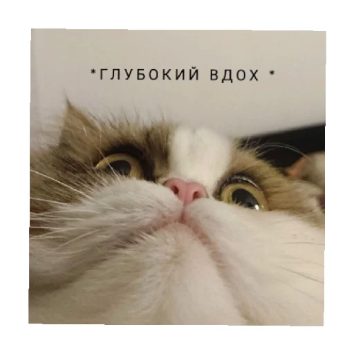 😩 Стикер «For every occasion» для Telegram