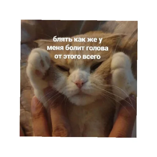 😣 Стикер «For every occasion» для Telegram