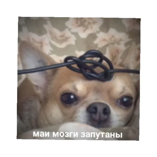 😶 Стикер «For every occasion» для Telegram