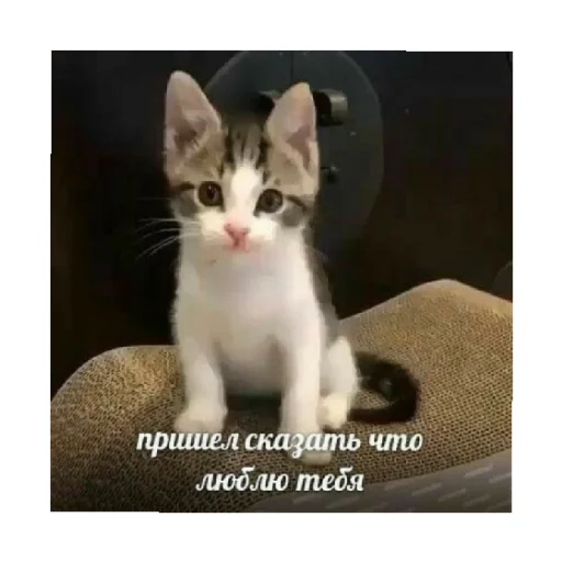 😍 Стикер «For every occasion» для Telegram