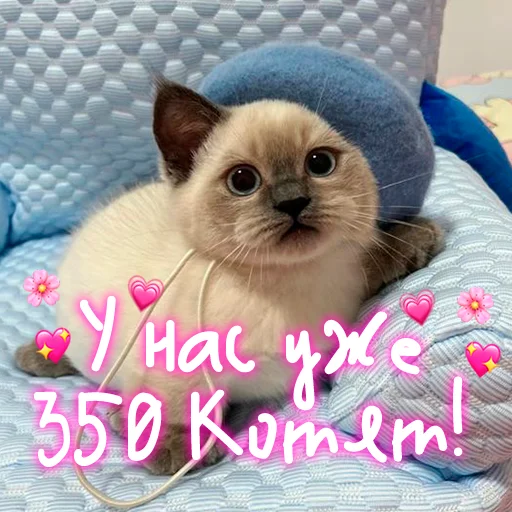 😺 Стикер «My kitties» для Telegram