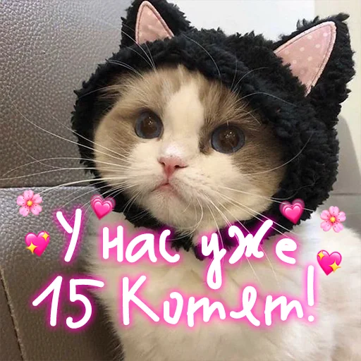 😺 Стикер «My kitties» для Telegram
