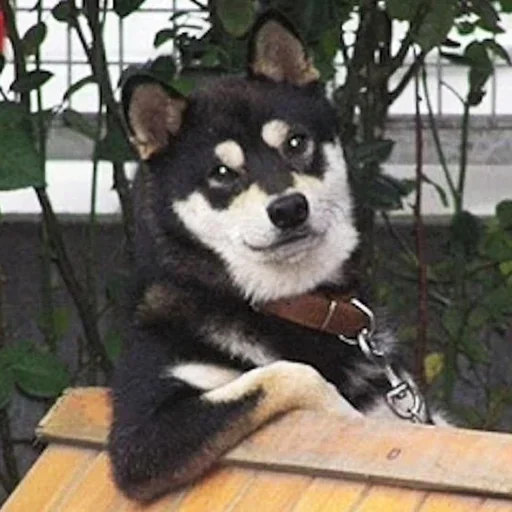 🐕 Стикер «На все случаи жизне» для Telegram