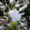 Стикер 48 Лесная Сказка