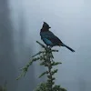 Стикер 22 Лесная Сказка