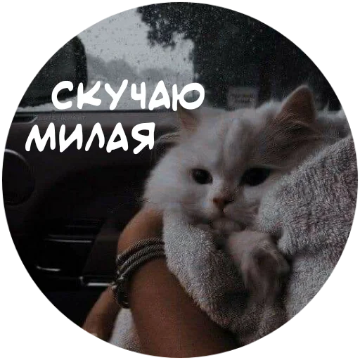 🐱 Стикер «For My Friends» для Telegram