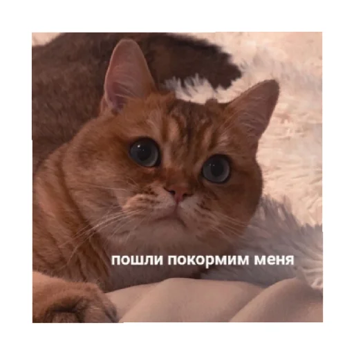 🥺 Стикер «For every occasion 2» для Telegram