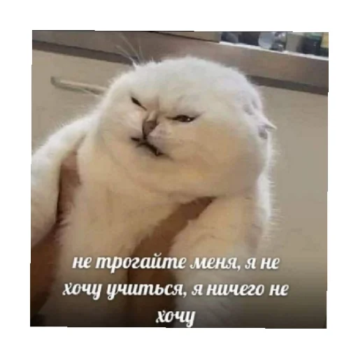 😩 Стикер «For every occasion 2» для Telegram