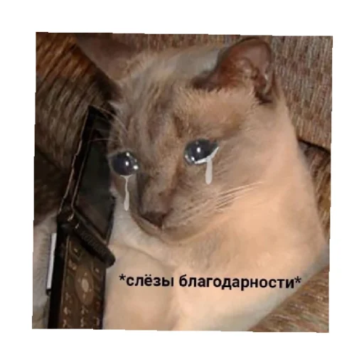 🥺 Стикер «For every occasion 2» для Telegram