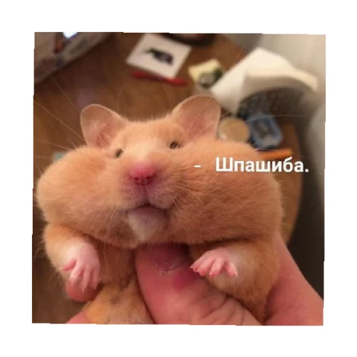 🥰 Стикер «For every occasion 3» для Telegram