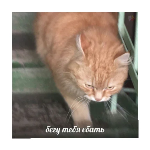 😏 Стикер «For every occasion 3» для Telegram