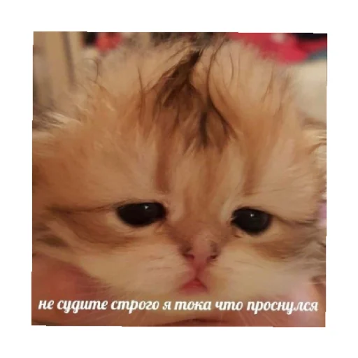 🥱 Стикер «For every occasion 3» для Telegram
