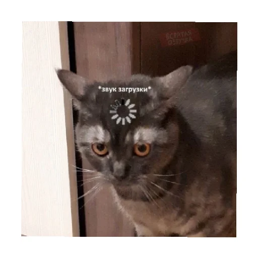 😐 Стикер «For every occasion 3» для Telegram