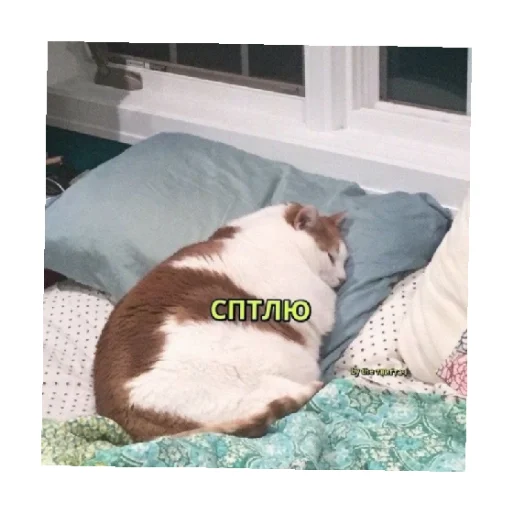 😴 Стикер «For every occasion 3» для Telegram
