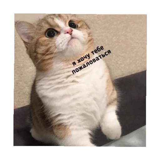 🥺 Стикер «For every occasion 3» для Telegram