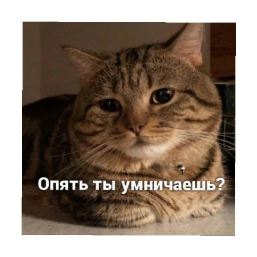 🗿 Стикер «For every occasion 3» для Telegram