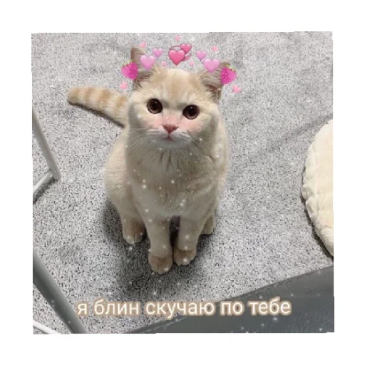 🥺 Стикер «For every occasion 3» для Telegram