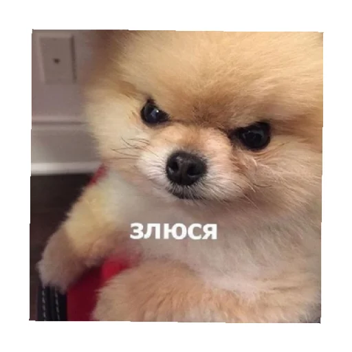 😡 Стикер «For every occasion 3» для Telegram