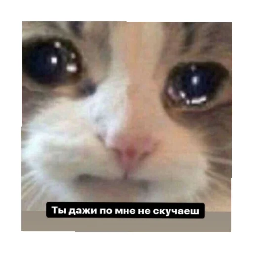 🥺 Стикер «For every occasion 3» для Telegram