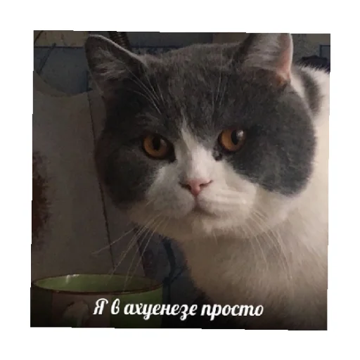 🗿 Стикер «For every occasion 3» для Telegram