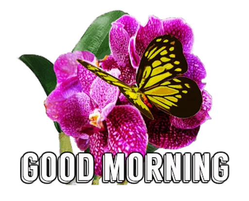 🦋 Стикер «Flowers» для Telegram