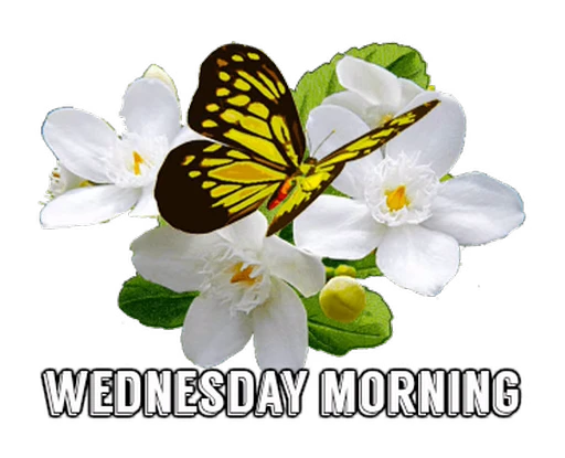 🦋 Стикер «Flowers» для Telegram