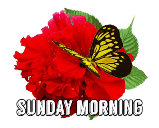 🦋 Стикер «Flowers» для Telegram