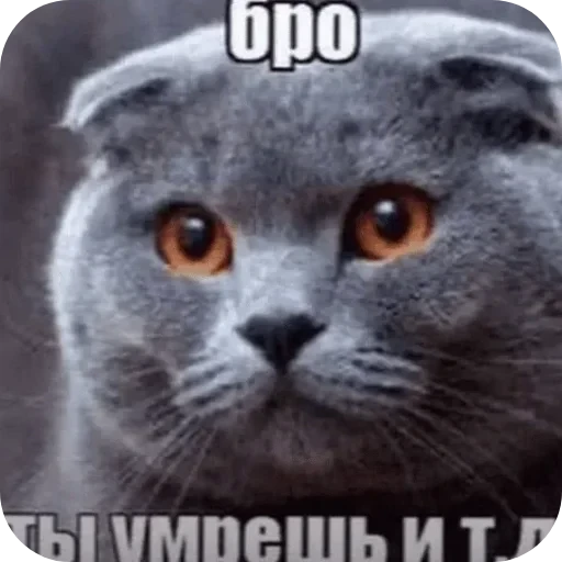 ❤ Стикер «Фотки с ТТ» для Telegram