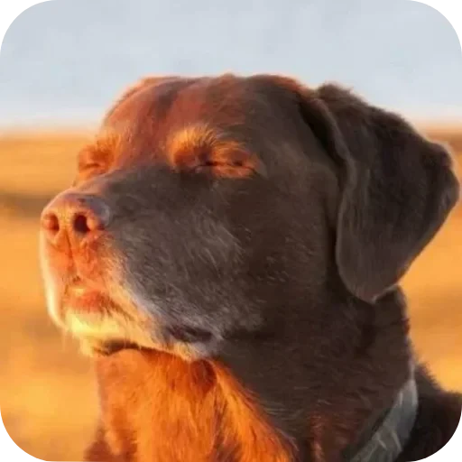 😌 Стикер «Фотки с ТТ» для Telegram